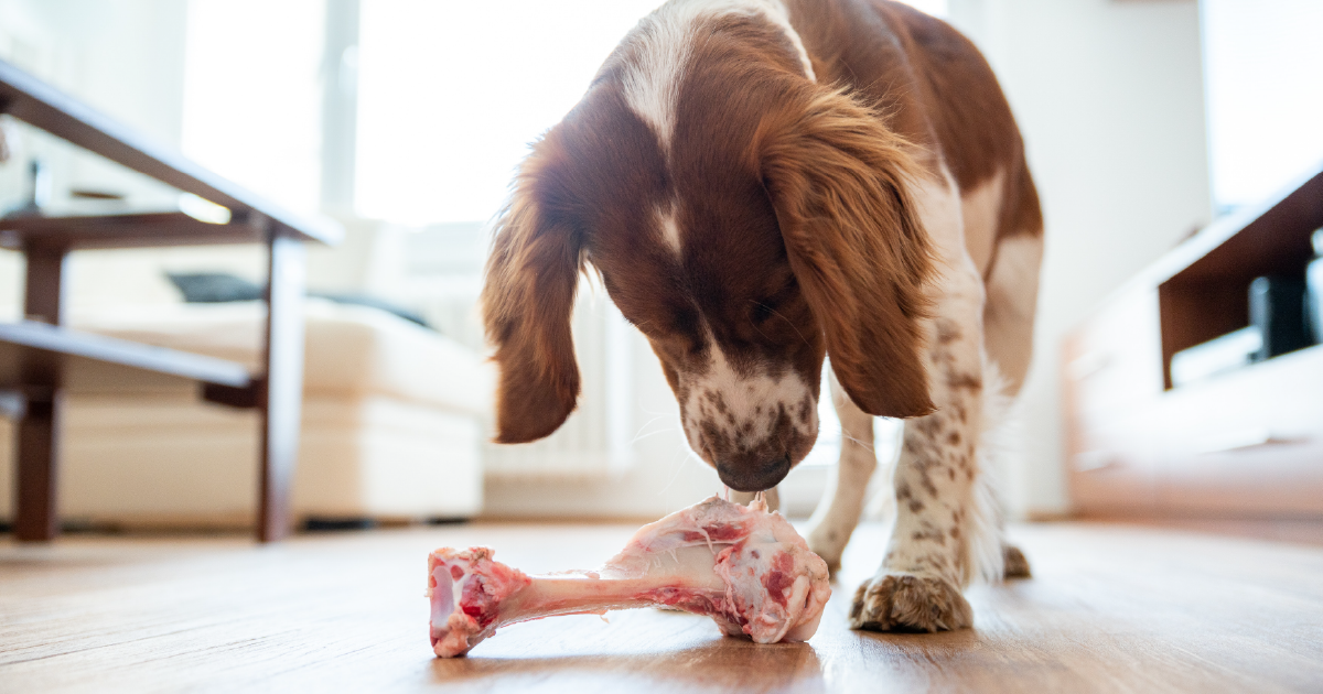 How To Raw Feed Your Dogs In Singapore An Easy Quick Guide To Preparing Raw Dog Food At Home. BELLY UP